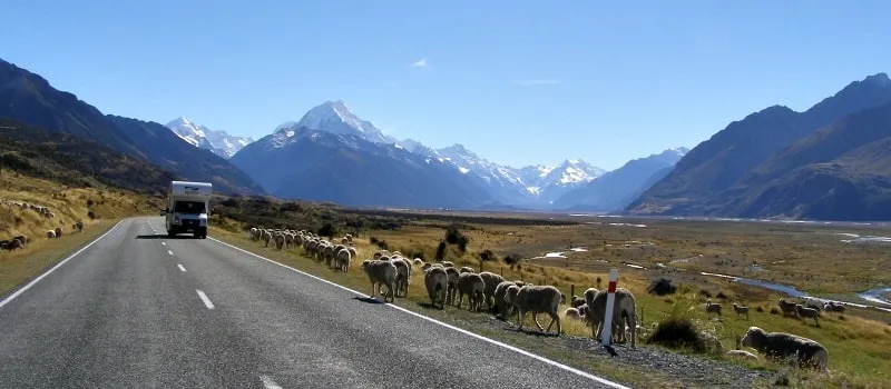 マウントクックキャンピングカー羊
